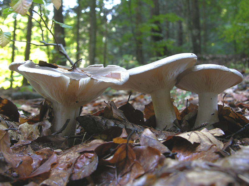 Clitocybe nebularis